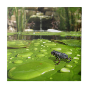 Baby Toad in Pond Tile