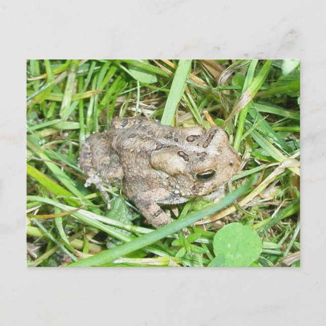 Baby Toad Postcard (Front)