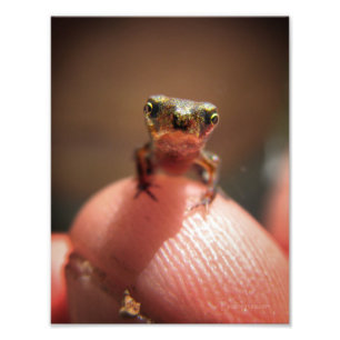 Baby Toad / Tadpole Photo Print