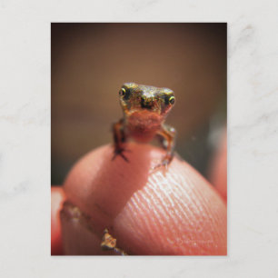 Baby Toad / Tadpole Postcard