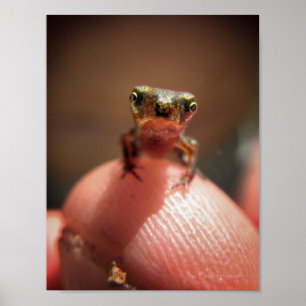 Baby Toad / Tadpole Poster