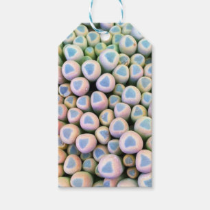 Baby toes Succulent Gift Tags