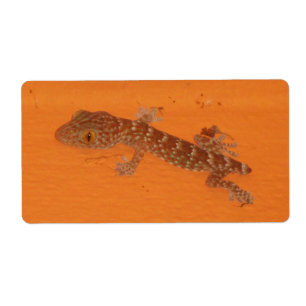Baby Tokay Gecko