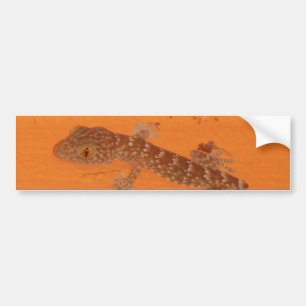 Baby Tokay Gecko Bumper Sticker