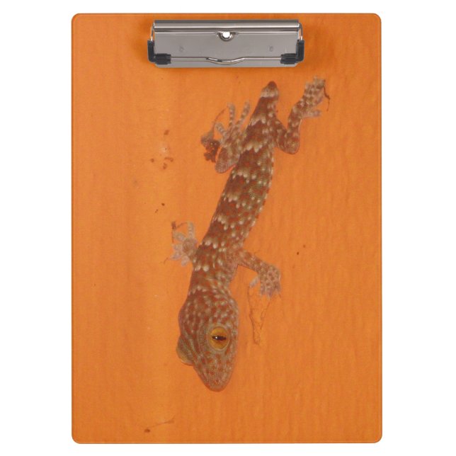Baby Tokay Gecko Clipboard (Front)