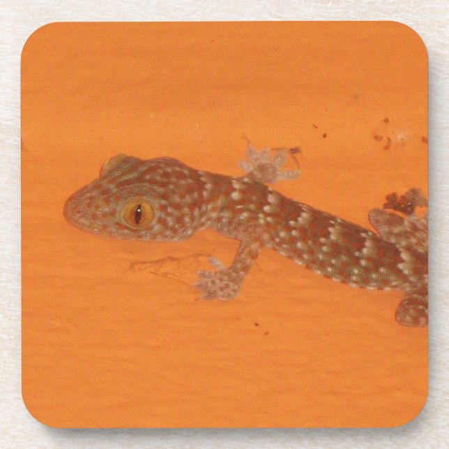 Baby Tokay Gecko Coaster (Front)