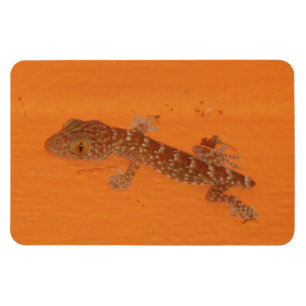 Baby Tokay Gecko Magnet