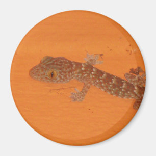 Baby Tokay Gecko Magnet