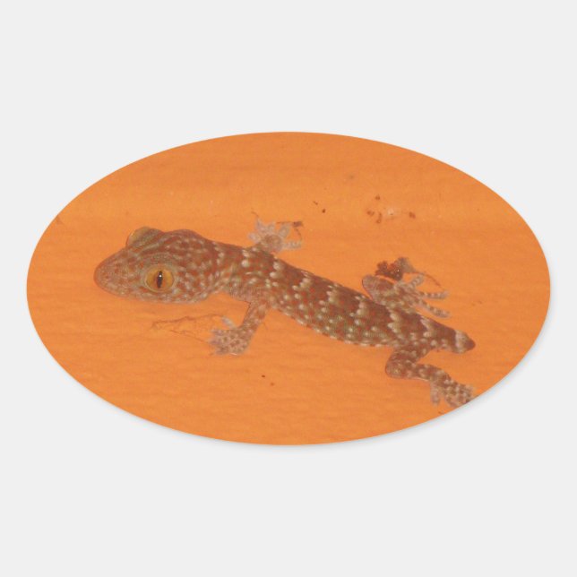 Baby Tokay Gecko Oval Sticker (Front)