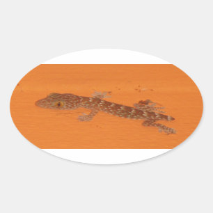 Baby Tokay Gecko Oval Sticker