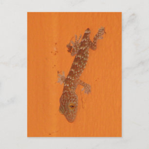 Baby Tokay Gecko Postcard