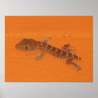 Baby Tokay Gecko