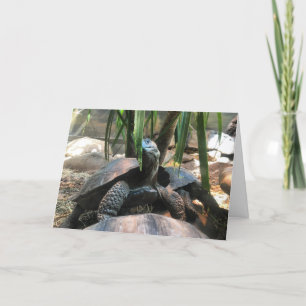 baby tortoise greeting card #2 (message inside)