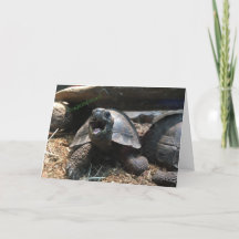 baby tortoise greeting card (congratulations)