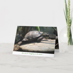 baby tortoise greeting card (encouragement)