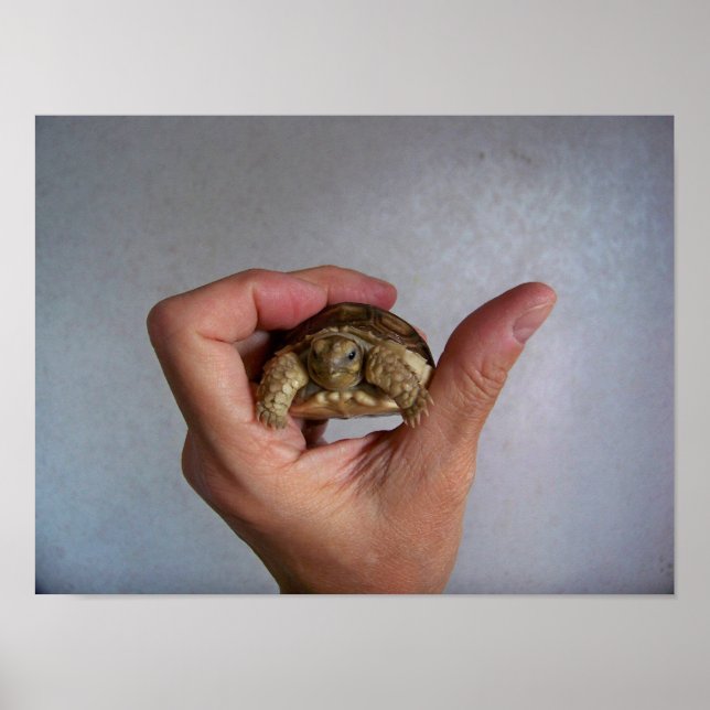 Baby Tortoise Poster (Front)