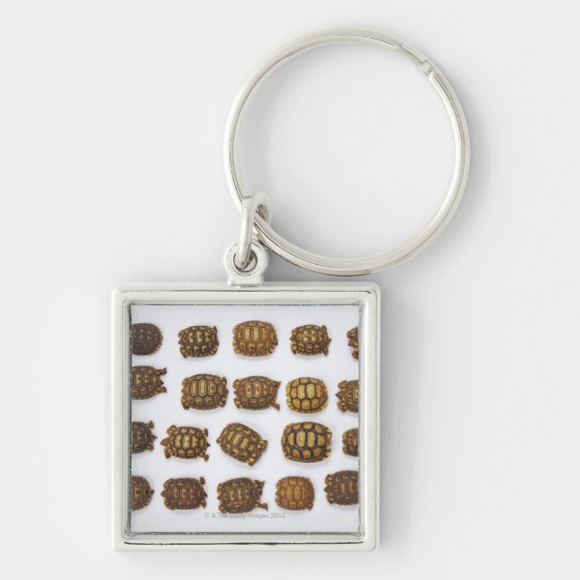 Baby tortoises arranged in rows key ring (Front)