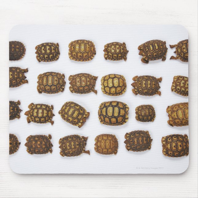 Baby tortoises arranged in rows mouse mat (Front)