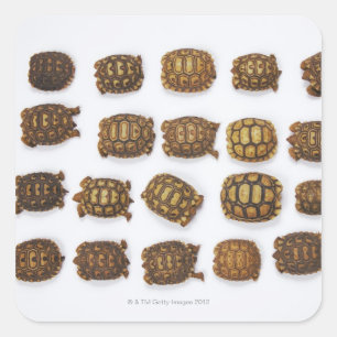 Baby tortoises arranged in rows square sticker
