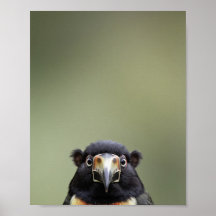 Baby Toucan Portrait – Cute Nursery Animal Wall Ar