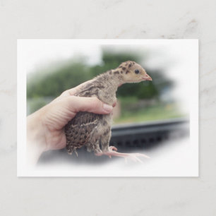 Baby turkey chick being held by a hand postcard