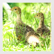 Baby Turkey Floor Decal 