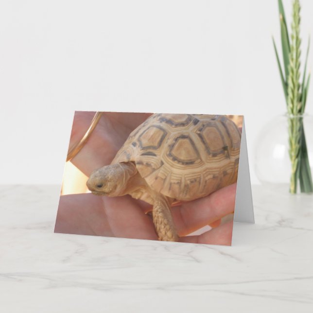 Baby Turtle Card (Front)