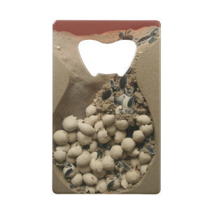 Baby Turtle Eggs Hatching