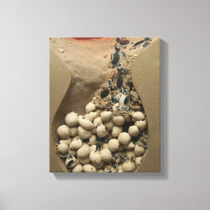 Baby Turtle Eggs Hatching Canvas Print