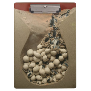 Baby Turtle Eggs Hatching Clipboard