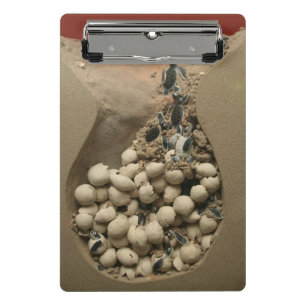 Baby Turtle Eggs Hatching Mini Clipboard