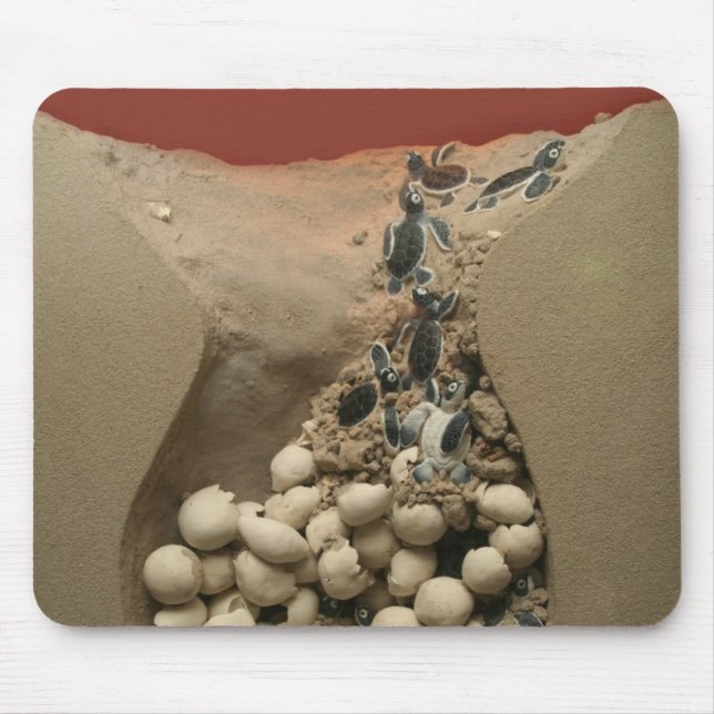 Baby Turtle Eggs Hatching Mouse Mat (Front)