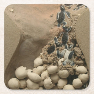 Baby Turtle Eggs Hatching Square Paper Coaster