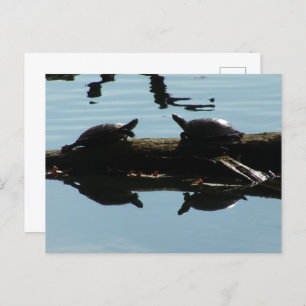 Baby Turtle Friends Postcard