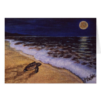 baby turtle on costa rica beach