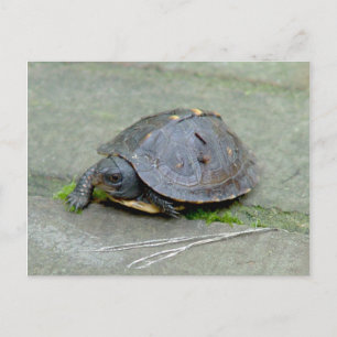 Baby Turtle Postcard