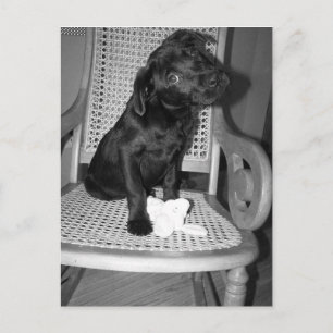 baby Violet Lab Postcard