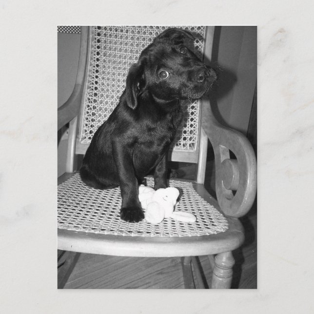 baby Violet Lab Postcard (Front)