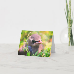 Baby Waxwing Bird Animal Nature Note Card