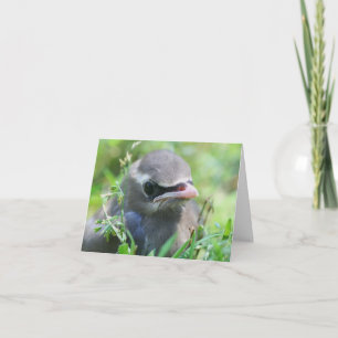 Baby Waxwing Bird Animal Photography Note Card