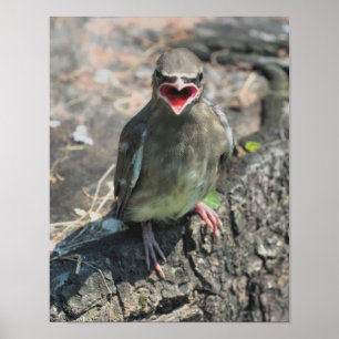 Baby Waxwing Bird Animal Poster