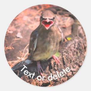 Baby Waxwing Bird Nature Personalised Classic Round Sticker