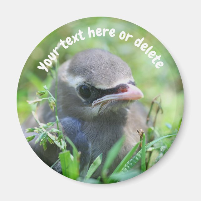 Baby Waxwing Bird Nature Personalized Magnet (Front)
