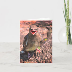 Baby Waxwing Bird Nature Wildlife Note Card