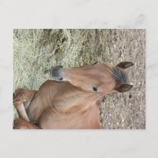 Baby Welsh Pony Postcard (Front)