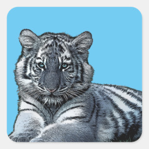 baby white baby tiger cub jungle safari animal art square sticker