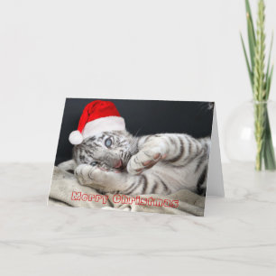 baby white bengal tiger with christmas hat holiday card