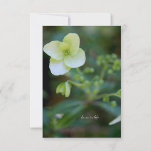 Baby White Flower  Card