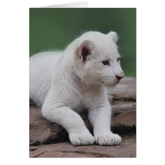 Baby White Lion Cub 2 Zazzle Co Uk