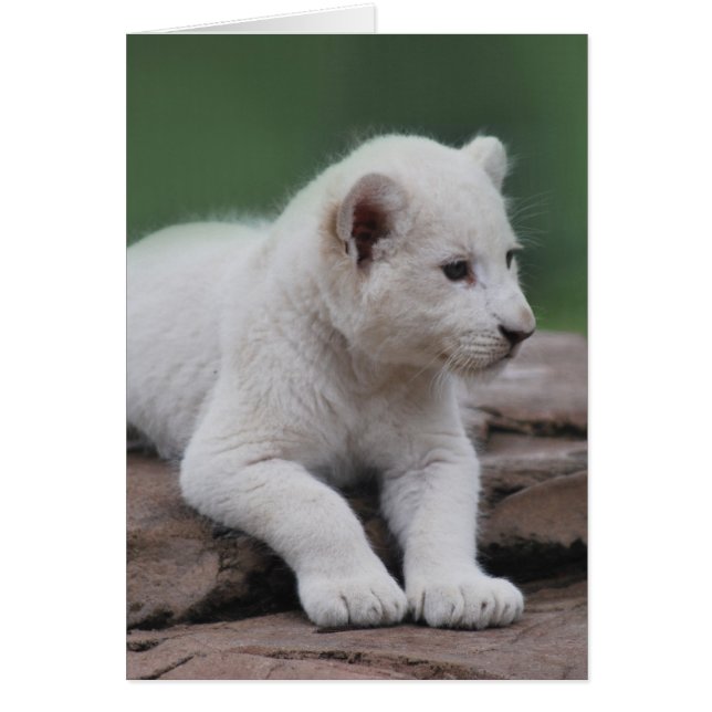 Baby white lion cub 2 (Front)